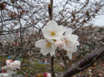 ߏ̍-cherry blossoms of near my house